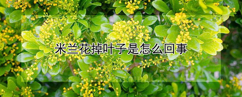 米兰花掉叶子是怎么回事