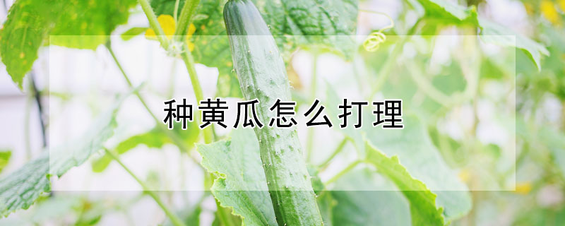 种黄瓜怎么打理