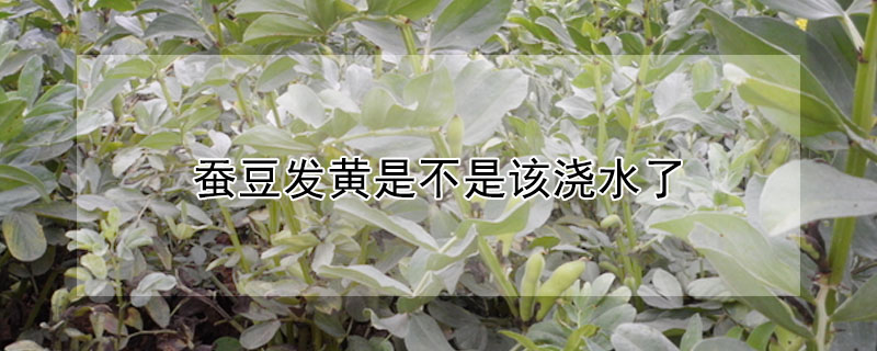 蚕豆发黄是不是该浇水了