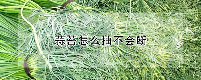蒜苔怎么抽不会断 —【发财农业网】
