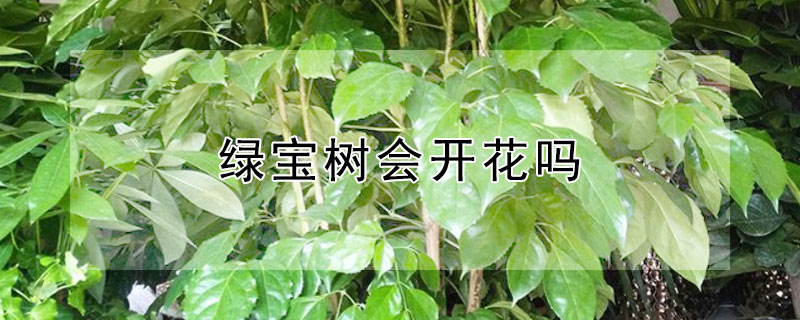 绿宝树会开花吗