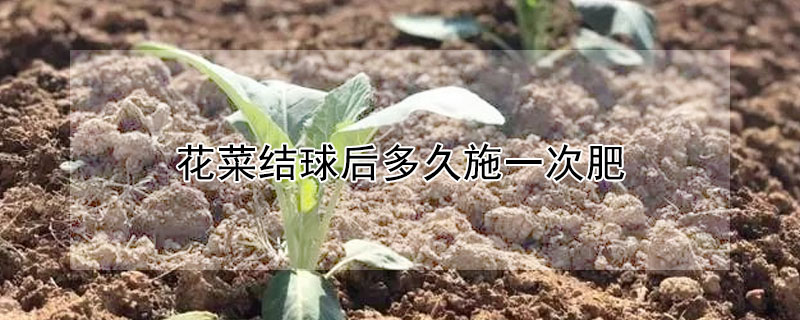 花菜结球后多久施一次肥