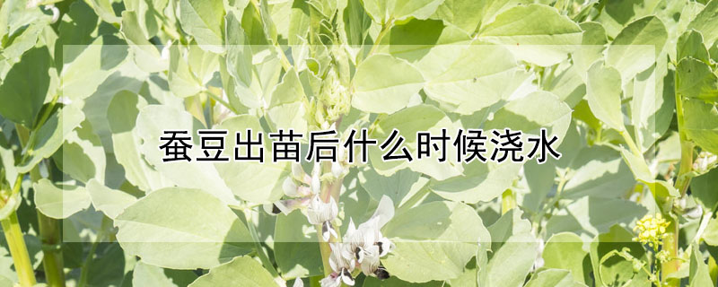 蚕豆出苗后什么时候浇水