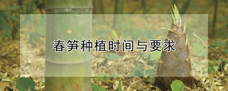 春笋种植时间与要求 —【发财农业网】