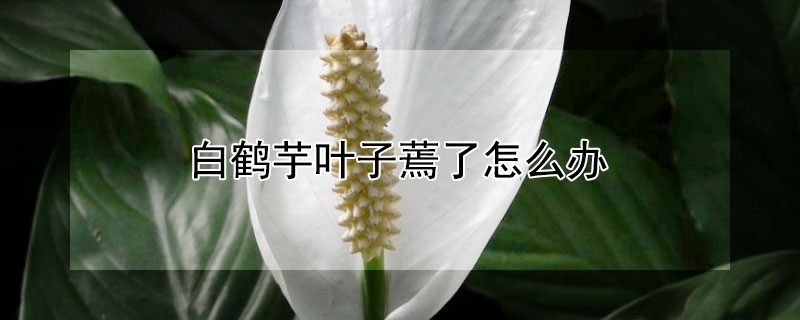 白鹤芋叶子蔫了怎么办