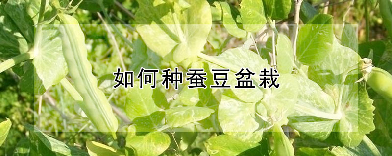 如何种蚕豆盆栽
