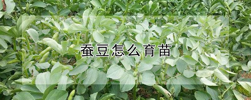 蚕豆怎么育苗