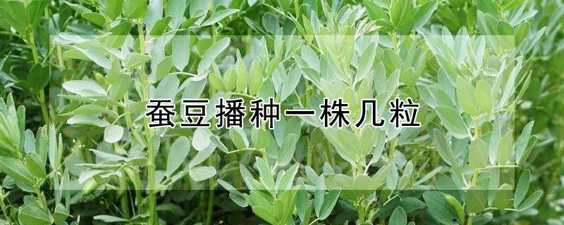 蚕豆播种一株几粒