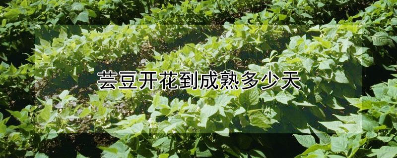 芸豆开花到成熟多少天