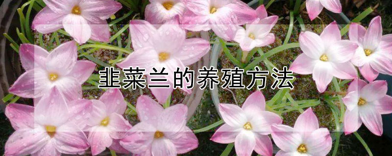 韭菜兰的养殖方法