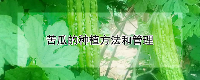 苦瓜的种植方法和管理