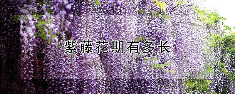 紫藤花期有多长