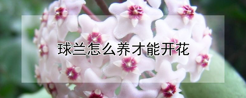 球兰怎么养才能开花