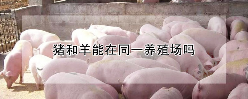 猪和羊能在同一养殖场吗