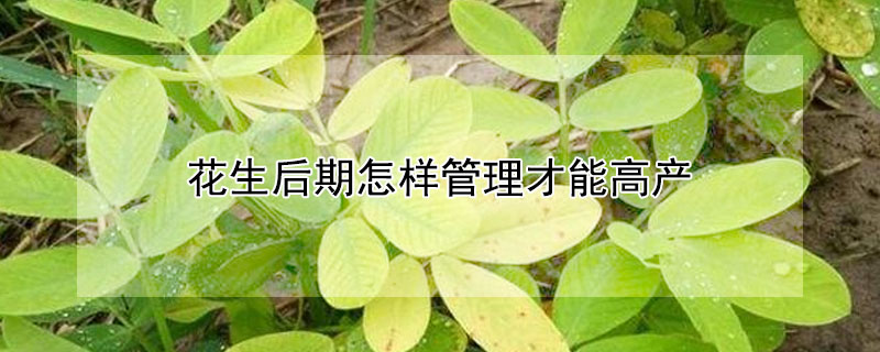 花生后期怎样管理才能高产