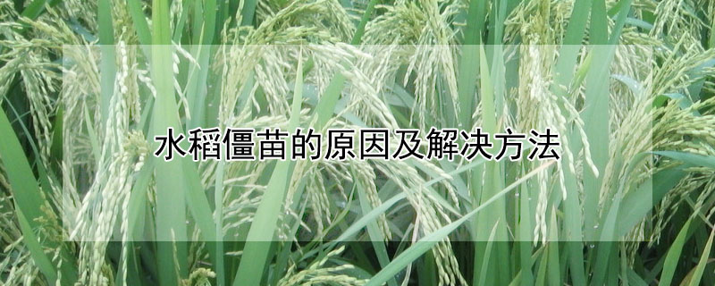 水稻僵苗的原因及解决方法