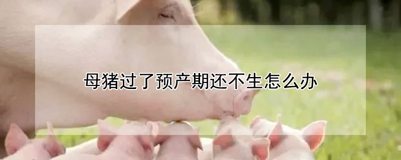母猪过了预产期还不生怎么办