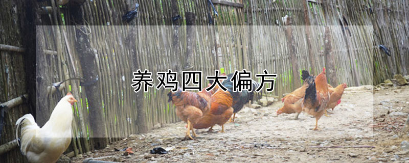 养鸡四大偏方