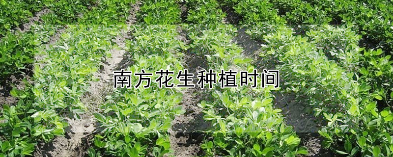 南方花生种植时间