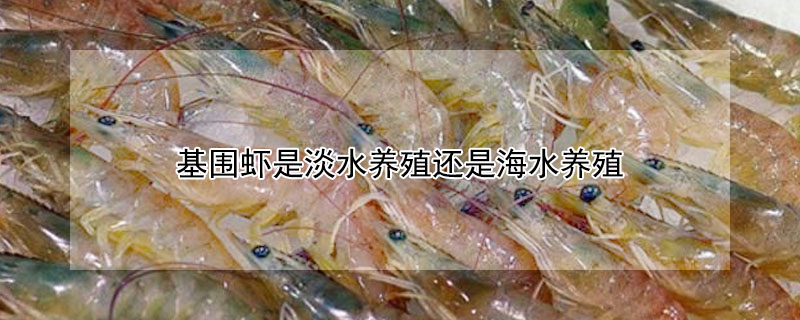 基围虾是淡水养殖还是海水养殖