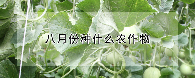 八月份种什么农作物