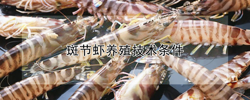斑节虾养殖技术条件