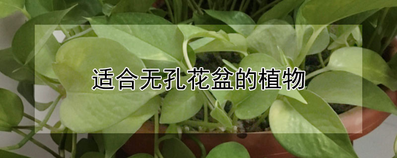 适合无孔花盆的植物