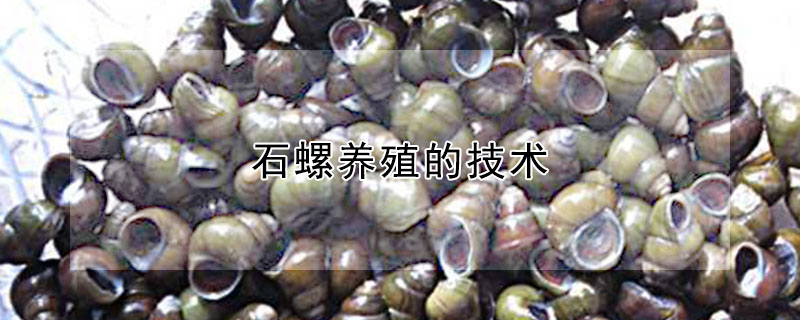 石螺养殖的技术