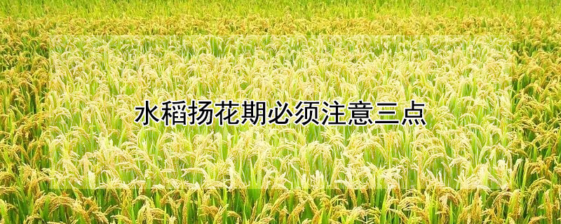 水稻扬花期必须注意三点