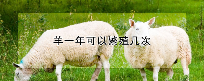 羊一年可以繁殖几次