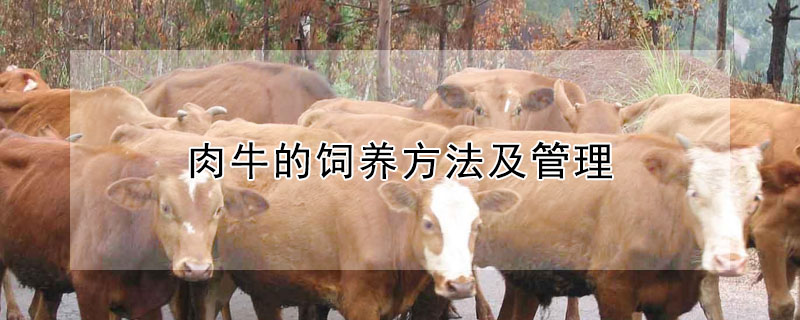 肉牛的饲养方法及管理