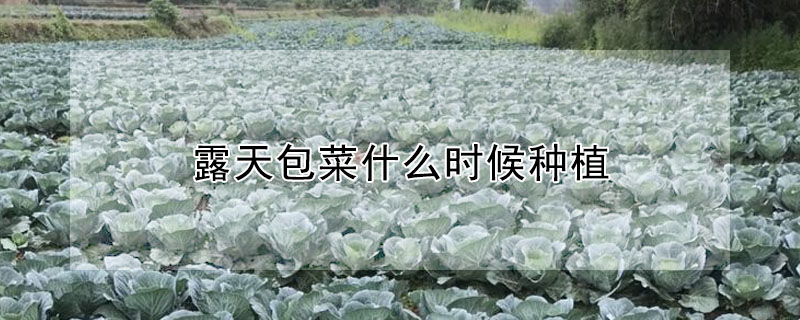 露天包菜什么时候种植