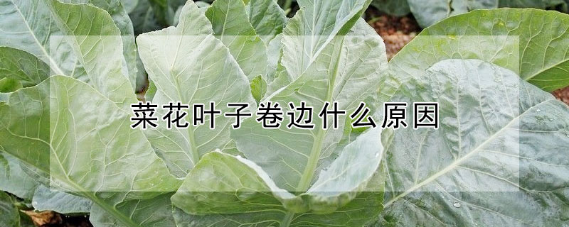 菜花叶子卷边什么原因