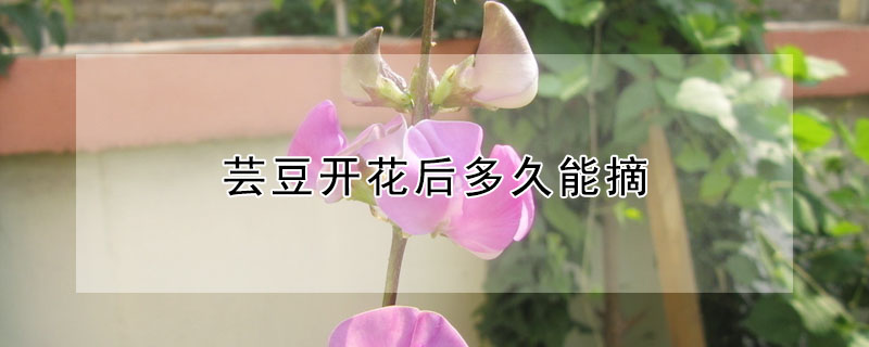 芸豆开花后多久能摘