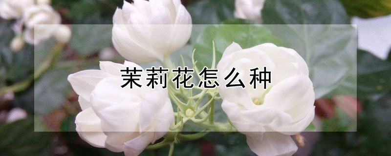 茉莉花怎么种