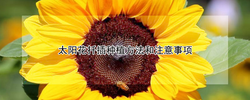 太阳花扦插种植方法和注意事项