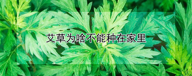 艾草为啥不能种在家里