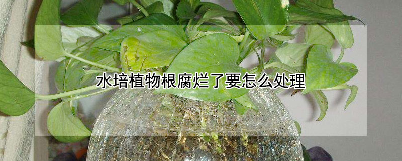 水培植物根腐烂了要怎么处理 发财农业网