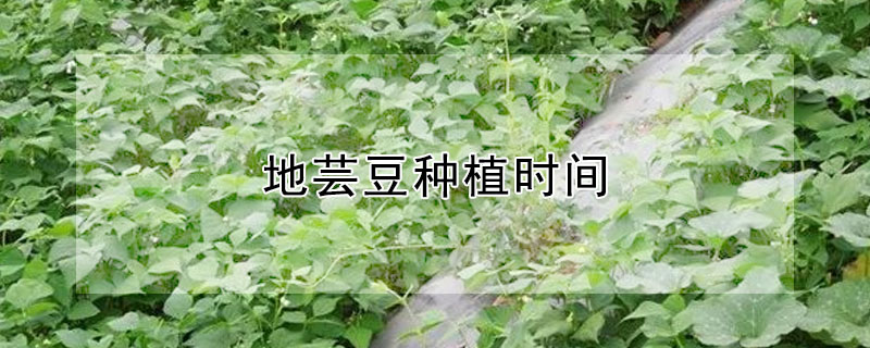 地芸豆种植时间