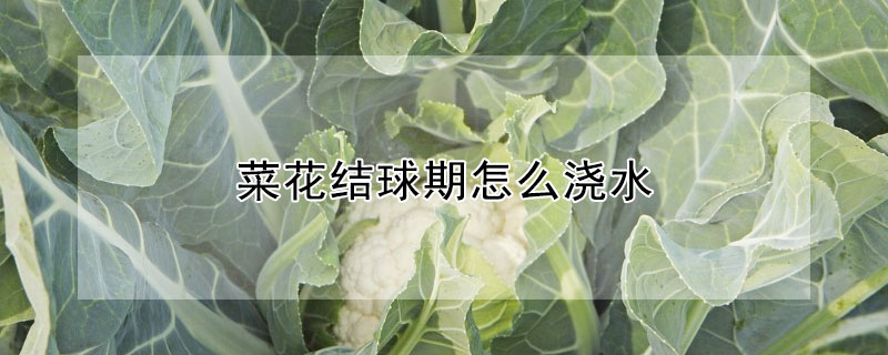 菜花结球期怎么浇水