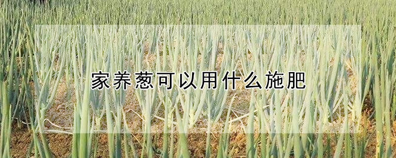 家养葱可以用什么施肥