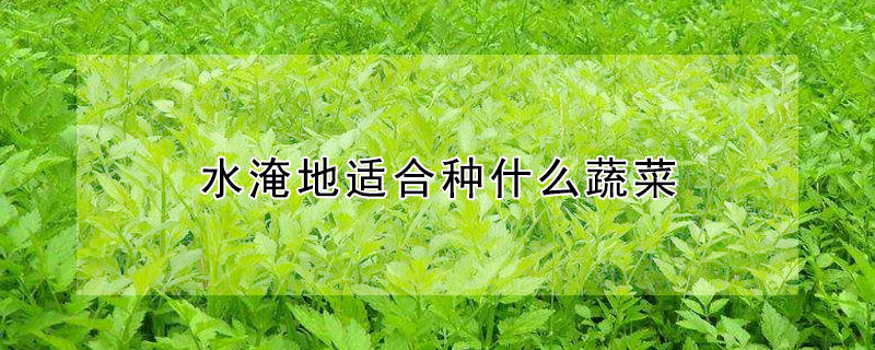 水淹地适合种什么蔬菜