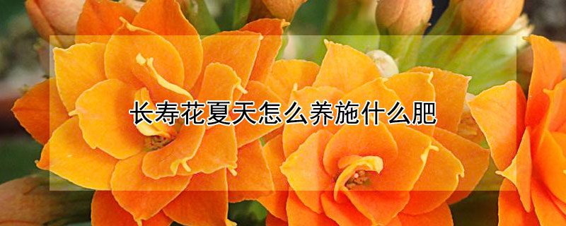 長壽花夏天怎么養(yǎng)施什么肥