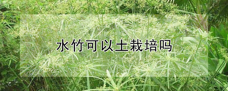 水竹可以土栽培吗