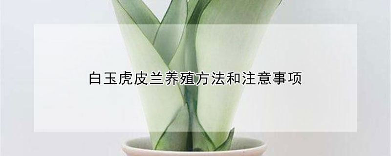 白玉虎皮兰养殖方法和注意事项