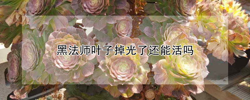 黑法师叶子掉光了还能活吗