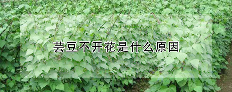 芸豆不开花是什么原因