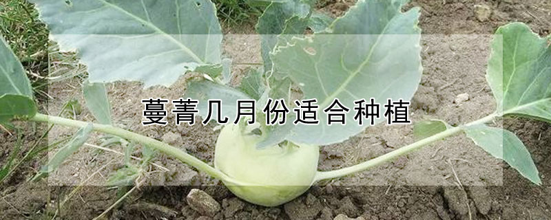 蔓菁几月份适合种植