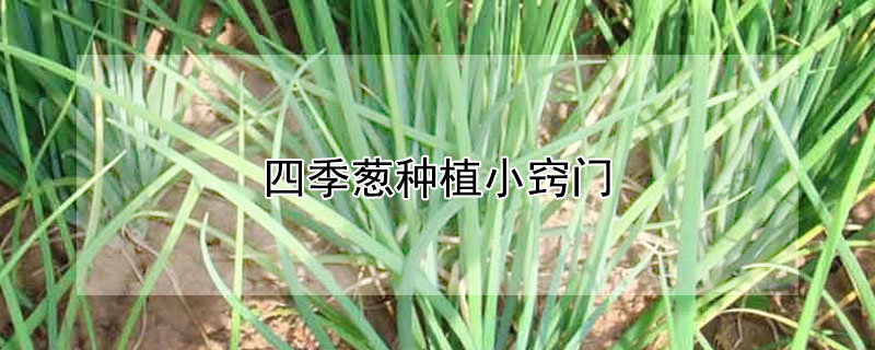 四季葱种植小窍门