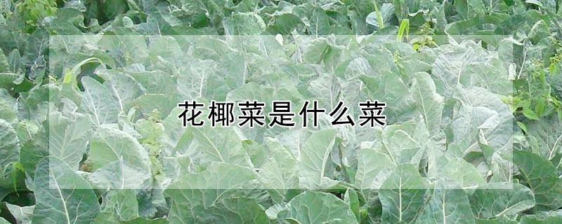 花椰菜是什么菜